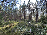 ØyvindBergkvam_20241115_6737840cc1bf2.jpg