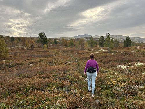 Vi valgte å gå snarveien opp ovenfor hyttefeltet og tilbake igjen langs ryggen.