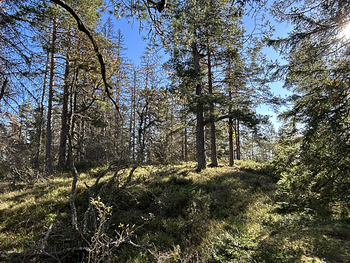 Tyriåsen i Holmestrand