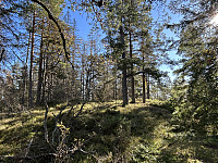 ØyvindBergkvam_20241122_6740b5ab9a36f.jpg