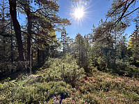 ØyvindBergkvam_20241122_6740b5b0af909.jpg
