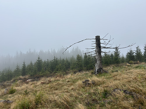 Toppunktet på Folaberga befinner seg inne i ungskogen bak dette treet
