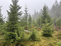 ØyvindBergkvam_20241124_6743115285c34.jpg