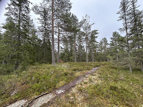 Kirkebyhøgda i Nittedal