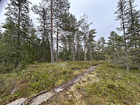 ØyvindBergkvam_20241124_674315dec4a6b.jpg