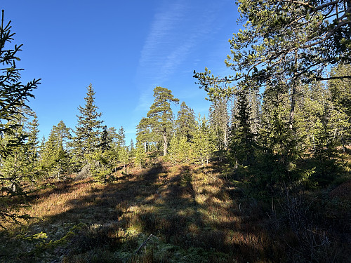 Flott skogsterreng oppover mot toppen