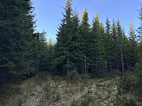 ØyvindBergkvam_20241124_67433706cab7f.jpg
