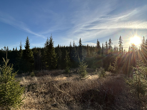 Tjernsvehaugen