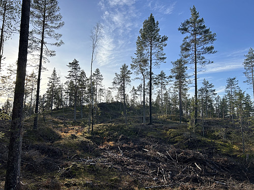 Hogstfeltet nedenfor Sveltleinåsen