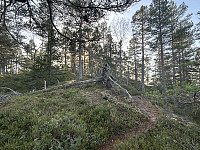 ØyvindBergkvam_20241124_67433de21bae2.jpg
