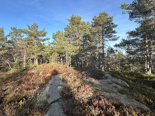 Toppunktet til Storås i Holmestrand
