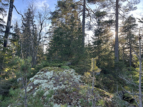 Toppkollen til Bufjell er litt overgrodd