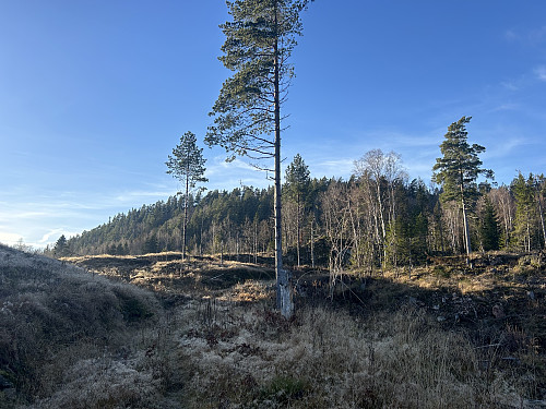Tilbakeblikk mot Bufjell fra stien på nordsiden