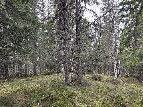 Vesttoppen