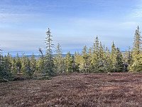 ØyvindBergkvam_20241124_674370667a4df.jpg