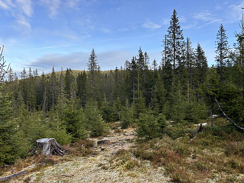 På vei opp i skogen fra veien, Svarthaugen bak til venstre