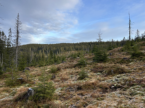 Åpent og fint terreng å gå i tross at det egentlig er et hogstfelt