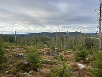 ØyvindBergkvam_20241124_674374266fcab.jpg