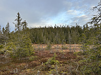 ØyvindBergkvam_20241124_67437427d8a3a.jpg