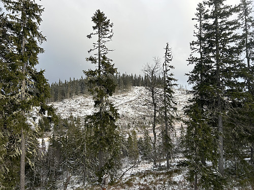 Marikleivhaugen sett fra Grasåsen