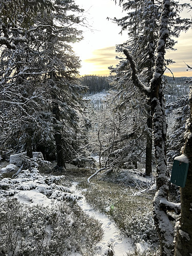 Mot Oftentjernshøgda fra stien opp mot Nyhusknappen