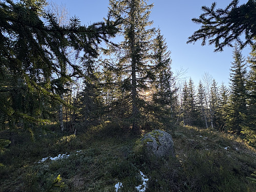 Toppunktet på Bokkemyråsen er i nærheten her et sted...