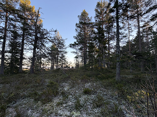 Toppunktet til Skalhogg er i følge den røde nåla her et sted. Bolterester etter tidligere trigpunkt i forgrunnen.