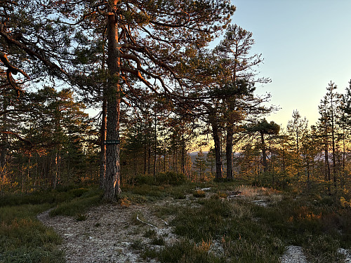 Utsiktspunktet på Tyriåsen 