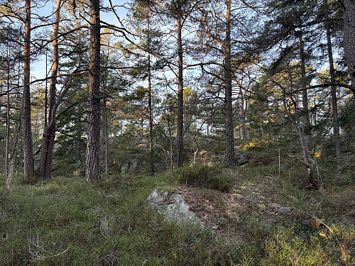 Toppkollen dukker opp bak trærne