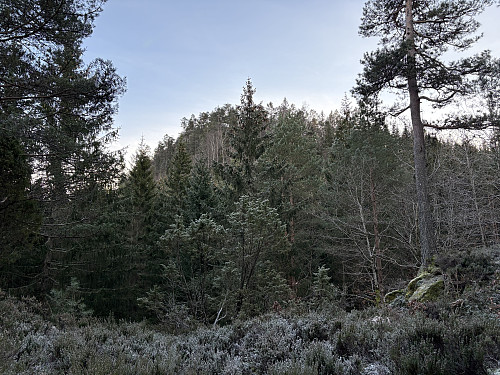 Kartmyrknuten 