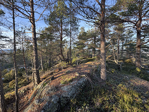 Kartmyrknuten i Bamble