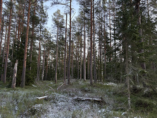 Toppunktet på Liakollen er her inne et sted...