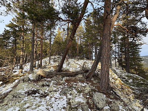 Fint terreng på vei opp mot fortoppen til Rudsåsen NV