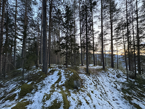 Lisbetnøbbi i Gol