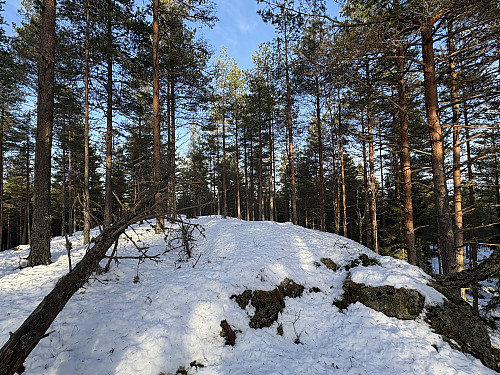 Toppen av Bjønnehihøgda