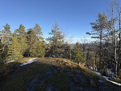 Lauvesnyta i larvik