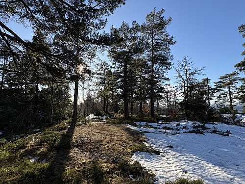 Kollen nord for toppen