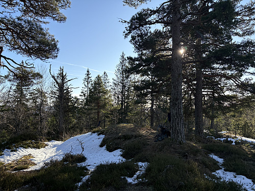 Prestskjeggen i Porsgrunn
