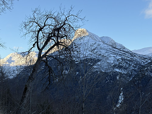 Vibmesnosi ruver høyt over Flåmsdalen på motsatt side