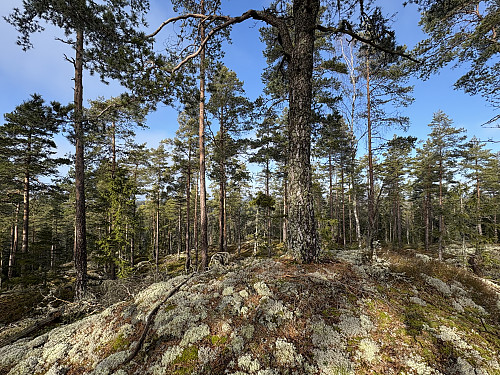 Toppunktet på Sør for Hungervann