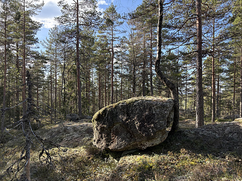 Tilpassingsdyktig furu!