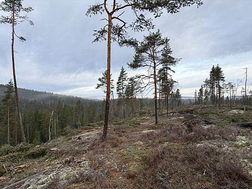Ferskt hogstfelt øst for Kinnshøgda