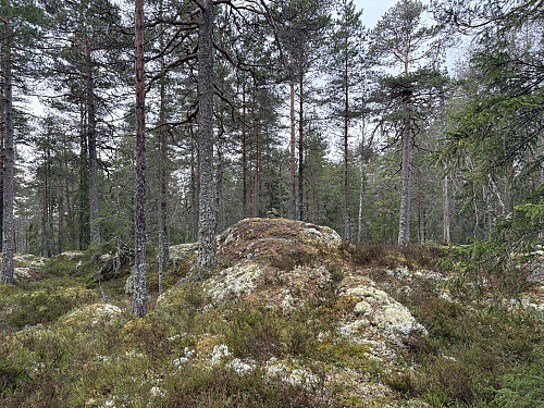 Kinnåsen 318 moh
