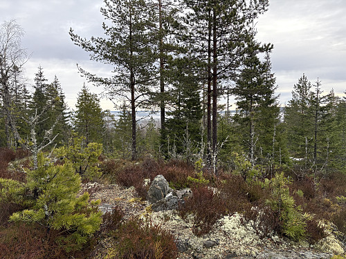 Kinnshøgda 314 moh
