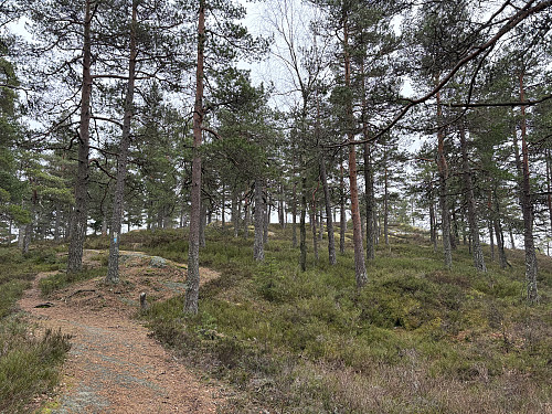 Åpent og flott skogsterreng oppover mot Musekollen