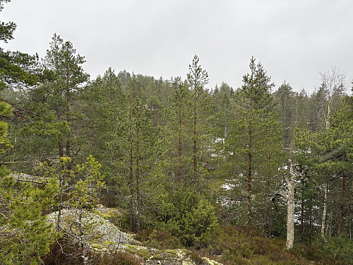 Røysa sett fra høydedraget man passerer underveis på turen