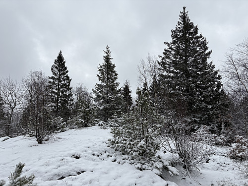 Sørtoppen på Sandvikskollane