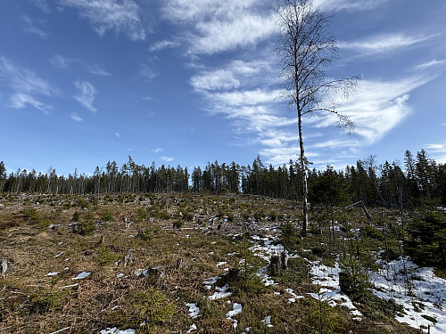 Stigningen opp mot Sjelåsæteråsen gikk over dette hogstfeltet