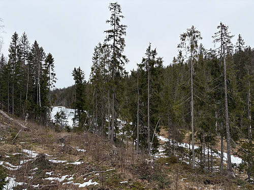 Sør for Bikkjetjern