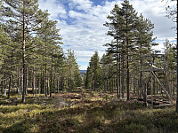 ØyvindBergkvam_20250601_683c7de73207a.jpg